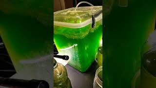 Algae project progress and harvesting biofuels sustainability experiment science microalgae [upl. by Hadwyn]