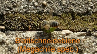 Blattschneidebiene Megachile spec beim Nestbau [upl. by Orpha]