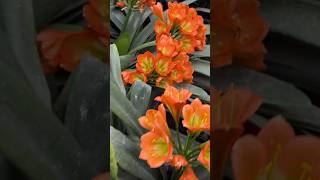 Bronze heritage clivia flower collection [upl. by Kato328]