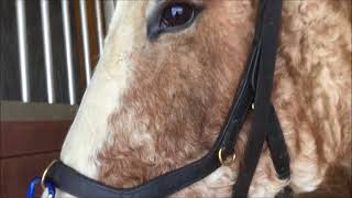 MICKLEM MULTIBRIDLE  4 WAYS TO USE IT [upl. by Corina]