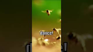 Bees Do What Waggle Dance Edition [upl. by Jerol]