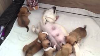 Chihuahua puppies first steps [upl. by Brawley]