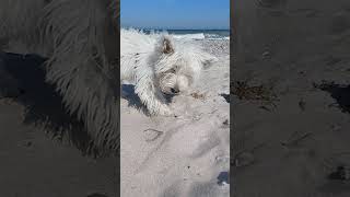 Weisser Hund westie 🐕 nature ostsee [upl. by Irina239]