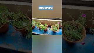 mahasoomiya school terracegarden nature viralvideo trending shortsfeed bgm budamangalam [upl. by Jarlath]