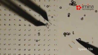 Particles Manipulation and Sorting with a MicroGripper on a Mobile Robot [upl. by Nowtna]