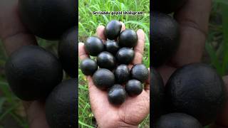 Shaligram  sri laddu gopal shaligram shila  gandaki river shaligram shorts short shortsfeed [upl. by Neve512]