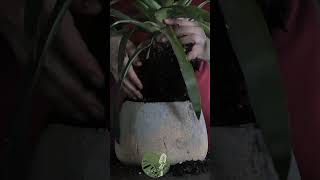 Repotting Guzmania Lingulata from a TooSmall Pot  ASMR Plant Rescue asmr plants indoorplant [upl. by Wettam]