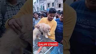 Galiff Street Pet Market। Dog Market shorts Dog petmarket galiffstreet [upl. by Laenej174]