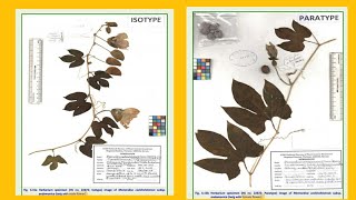 Holotype  Isotype  Paratype  Syntype  Lectotype  Neotype  Epitype  Nomenclatural Types [upl. by Suinotna]