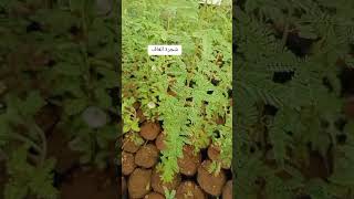 🌲 شجرة الغاف في الجزائر prosopis ceneraria السد الاخضر [upl. by Ssac25]