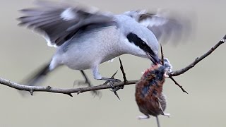 Great Grey SHRIKE bird with a prey [upl. by Ketchum]