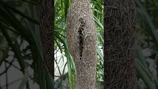 Weaver bird nest birds youtubeshorts nature viralvideo weaverbirds bird [upl. by Clayson]