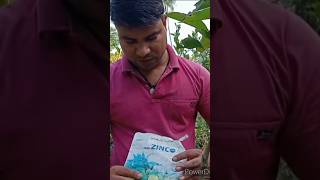 Mango plant care  short  gardening  winter garden with Chandan [upl. by Yllen]