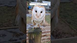 This man adopted a motherless baby barn owl and then animalshorts shortvideo [upl. by Lull]