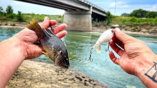 Live Bait Vs Lures SPILLWAY FISHING CHALLENGE Extremely Rare Catch [upl. by Aigil]