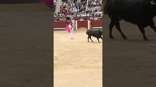 😮Qué categoría tiene Daganzo 😮 toros torosbravos recortes bull torobravo arte animals españa [upl. by Nomar]