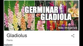 Germinar Gladiola [upl. by Neeham421]