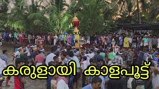 Karulai Kalapoot  malappuramsulthan  Kerala nilambur കാളപൂട്ട് [upl. by Aldo877]