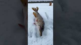 fishing sportfishing food bushcraft oceanfishing winter carpfishing 🥶🐠🐟 [upl. by Yhtir]