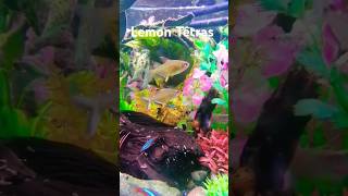 Lemon Tetras aquarium fish fishkeeping nanotank nano tetras tetrafish colorful yellow [upl. by Goldsworthy335]