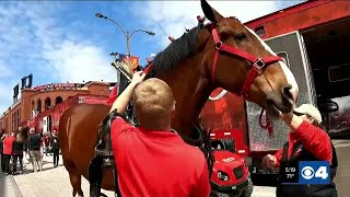 Budweiser Clydesdales arrive at Busch Stadium [upl. by Orferd]