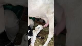 Milk feedingforyou funpets fun petcare maazsafder trendingshorts shermedehat shermeindehat [upl. by Holtz]