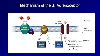 Antiarrhythmics Lesson 3  Beta Blockers [upl. by Notlrahc]