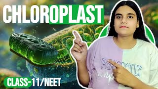 chloroplast  structure amp functions  class11 biology  NEET cell biology MAHEK CLASSES [upl. by Rhpotsirhc301]