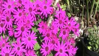 Happy bees on the Senetti flowers [upl. by Elleinnad382]