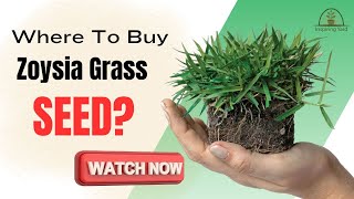 Find Out Where To Buy The Best Zoysia Grass Seed [upl. by Aip]