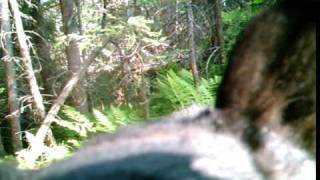 BEAR TRIES TO RIP CAMERA OFF TREE Homer Alaska [upl. by Elurd]