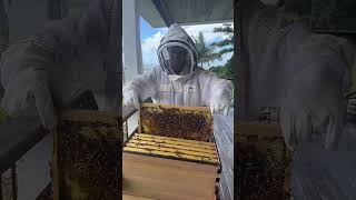 Using the JHive tool for brood frame inspections 🐝 [upl. by Ahsinak771]