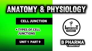 Cell Junctions  Types Of Cell Junctions  Human Anatomy And Physiology  HAP  B Pharma 1st Sem [upl. by Shannon]