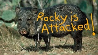 Rocky is Attacked by a JavelinaSuperior AZ Free CampingApril 2017 [upl. by Nemzzaj]