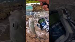 More trevally catch🐟🎣 catch fishing fish fishinglife [upl. by Abocaj]