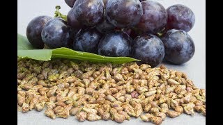 5 Serious Side Effects Of Grape Seed Extract important to know [upl. by Ellatnahc]