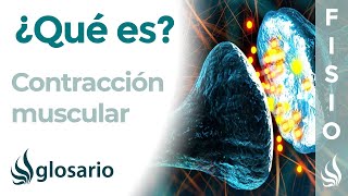 CONTRACCIÓN MUSCULAR  Qué es tipos cómo y dónde se produce cuál es su importancia para el cuerpo [upl. by Massie]