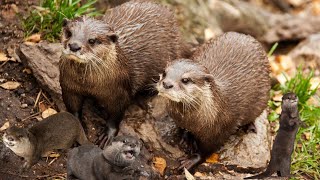 Lontra da Família Mustelidae e SubFamília Lutrinae [upl. by Cathlene]