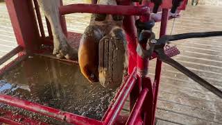 How Hoof Block Remove in Lame Cow Recovery of Toeulcer Hoof Block for Recovery of Lameness [upl. by Schalles]