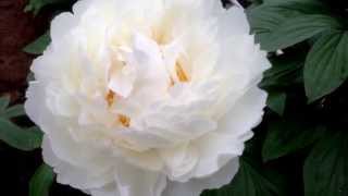 Peony Bowl of Cream  wwwpeonyshopcom [upl. by Charissa]