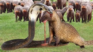 Shocking Ending The Powerful Venomous Cobra That Attacks The Dissecting Mongoose And Whats Next [upl. by Aicnarf893]