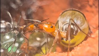 Life inside an ANT COLONY Myrmecocystus Placodops Care guide at the end [upl. by Hsepid533]