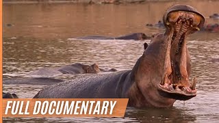 Close up with the Hippos  Spectacular Footage of the African Landscape  Full Documentary [upl. by Enelrae]