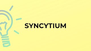 What is the meaning of the word SYNCYTIUM [upl. by Nnahgiel]