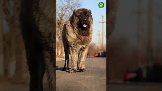 Caucasian Shepherd  The Wolf Killer Dog Breed 31100 Pawsomedogs [upl. by Ijic921]