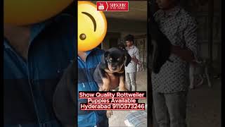 rottweiler puppies for sale in hyderabad [upl. by Ahsiekim]