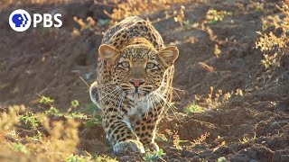 Leopard Hunts Baboon in Broad Daylight [upl. by Jaenicke]