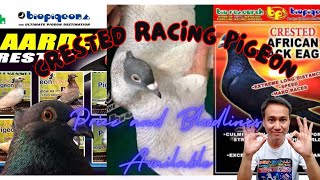 Crested Pure Racing Pigeon sa BIO PIGEONS  Price at Bloodlines alamin  BIO RESEARCH  TUKLASibonPH [upl. by Aibun]