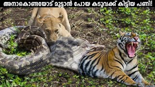 Anaconda Vs Tiger Who Would Winഅനാകൊണ്ടയും കടുവയും തമ്മിൽ ഏറ്റുമുട്ടിയാൽ Malayalam Storify [upl. by Odlanor]