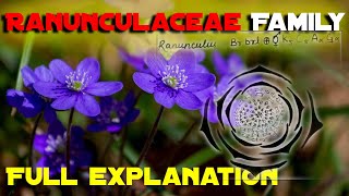 Ranunculaceae family Vegetative Characters HabitCalyxCorollaGynoeciumAndroeciumFloral formula [upl. by Ahteral]